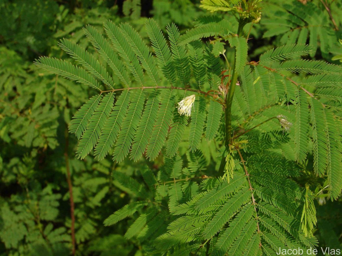 Desmanthus virgatus (L.) Willd.
